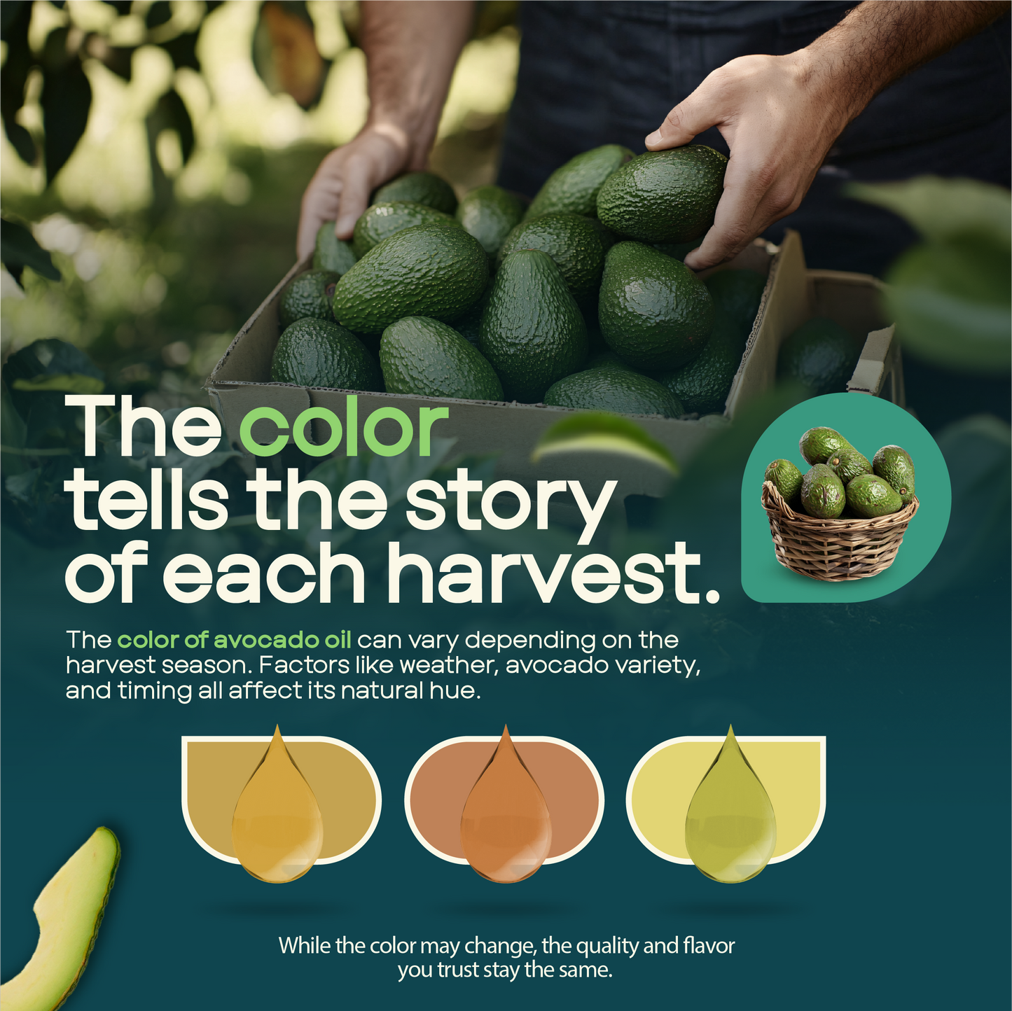 AVO NON GMO 100% Avocado Oil, 1 Gallon 128 Fl-oz, NO Preservatives Added